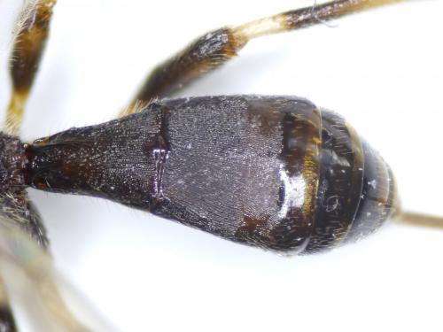 Réf. 226 826 : Wachsmannia spathiiformis